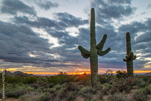 Saguaro cactus in the desert at sunset 
