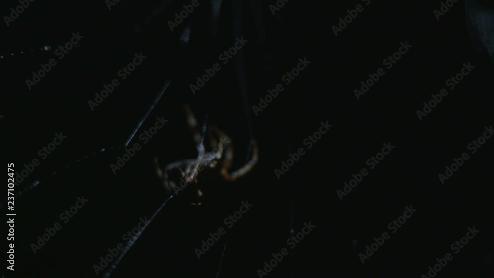 Close shot of spider on his web Close shot of spider on his web
