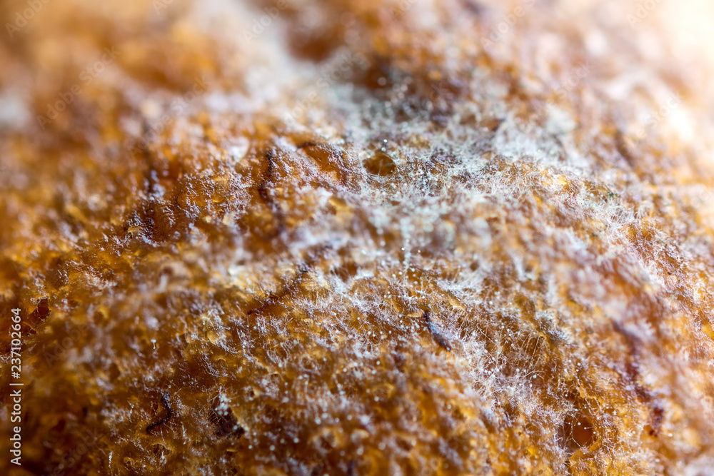 Close up of mould on cake Close up of mould on cake