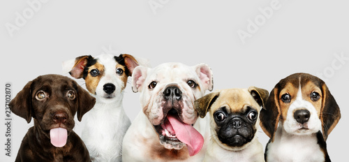 Group portrait of adorable puppies © Rawpixel.com