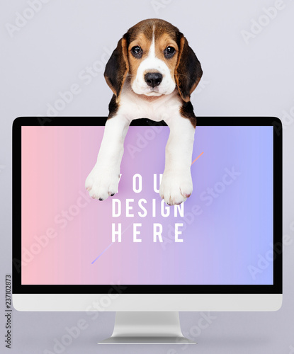 Fototapeta Naklejka Na Ścianę i Meble -  Adorable beagle puppy with a computer monitor mockup