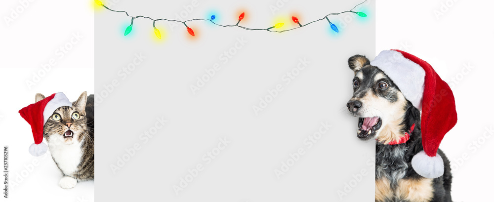 Fototapeta premium Funny Shocked Dog and Cat With Christmas Message
