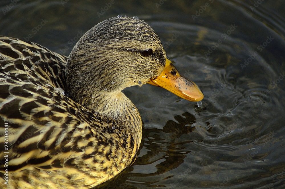 Female Mallard Duck Female Mallard Duck