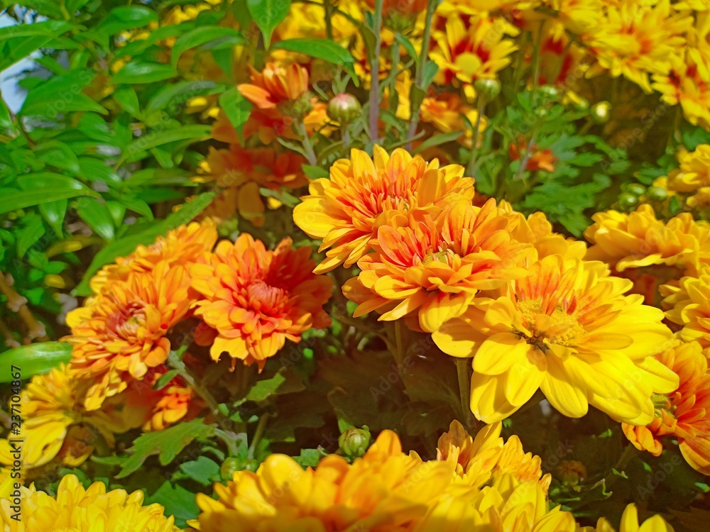 Yellow flower blooming vol.2 Yellow flower blooming vol.2