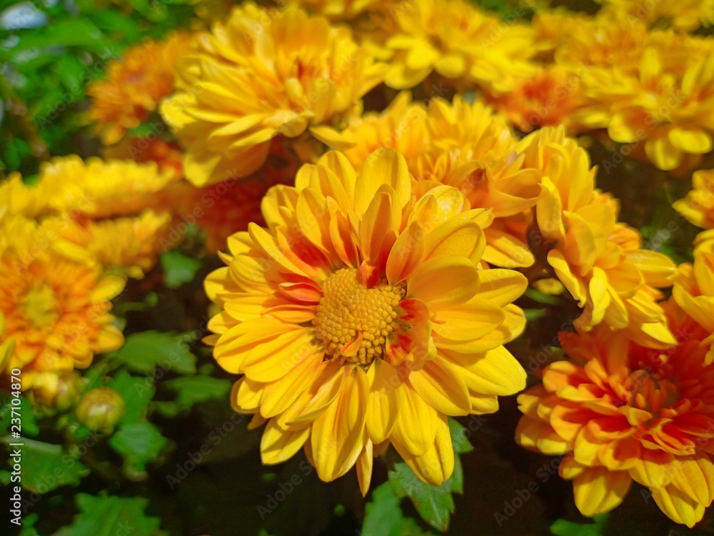 Yellow flower blooming vol.3 Yellow flower blooming vol.3