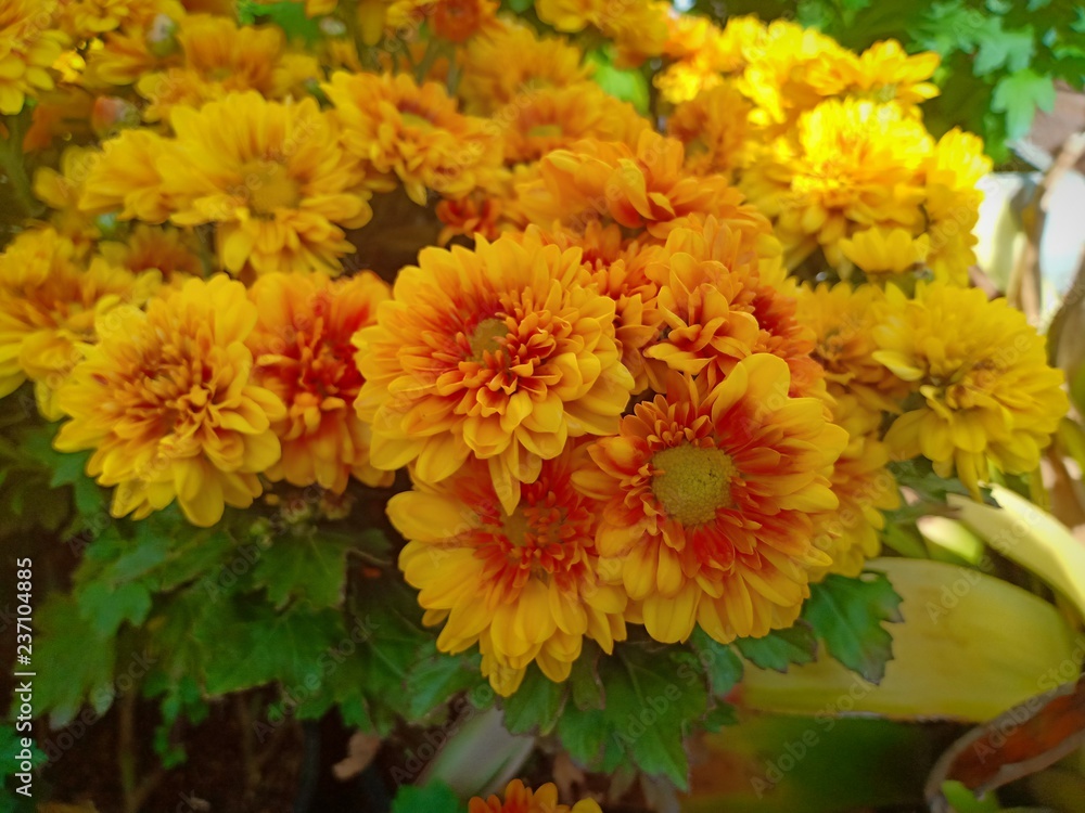Yellow flower blooming vol.5 Yellow flower blooming vol.5