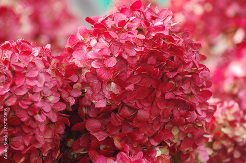 December red hydrangeas in sun at the greenmarket