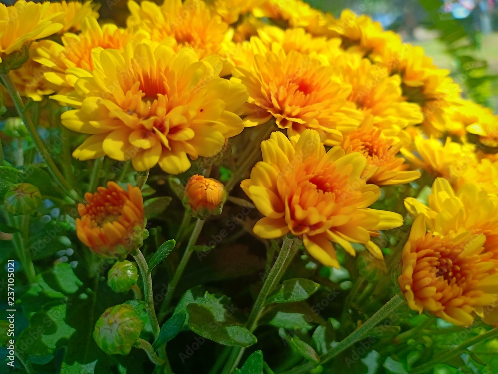 Fototapeta premium Yellow flower blooming vol.6