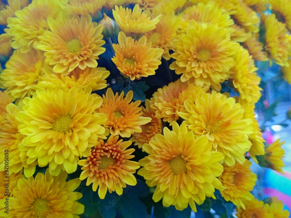 Yellow flower blooming vol.8 Yellow flower blooming vol.8
