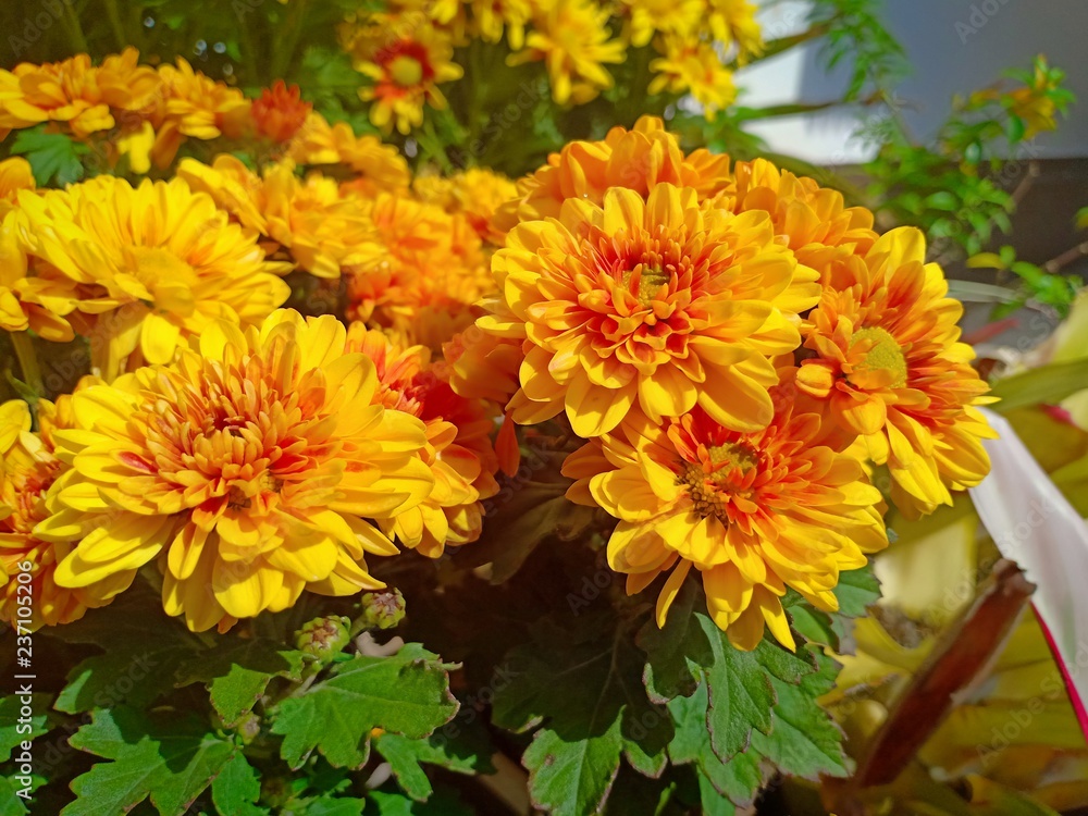 Obraz premium Yellow flower blooming vol.16