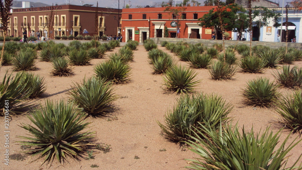 agave in oaxaca