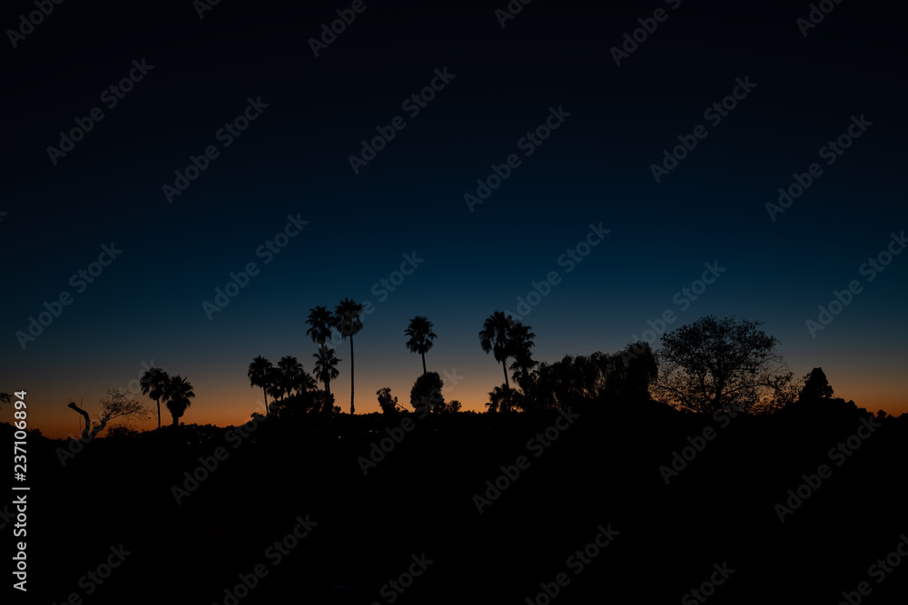 Palm trees silhouettes over an evening sky in Los Angeles, California