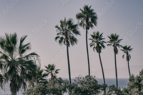 Palm trees in Manhattan Beach  California