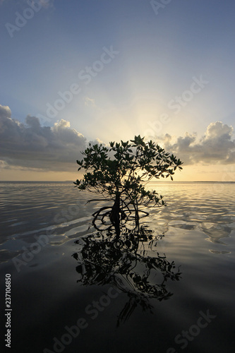 Lone Mangrove in partial silhouette and its reflection on the calm water of Card Sound, Florida.