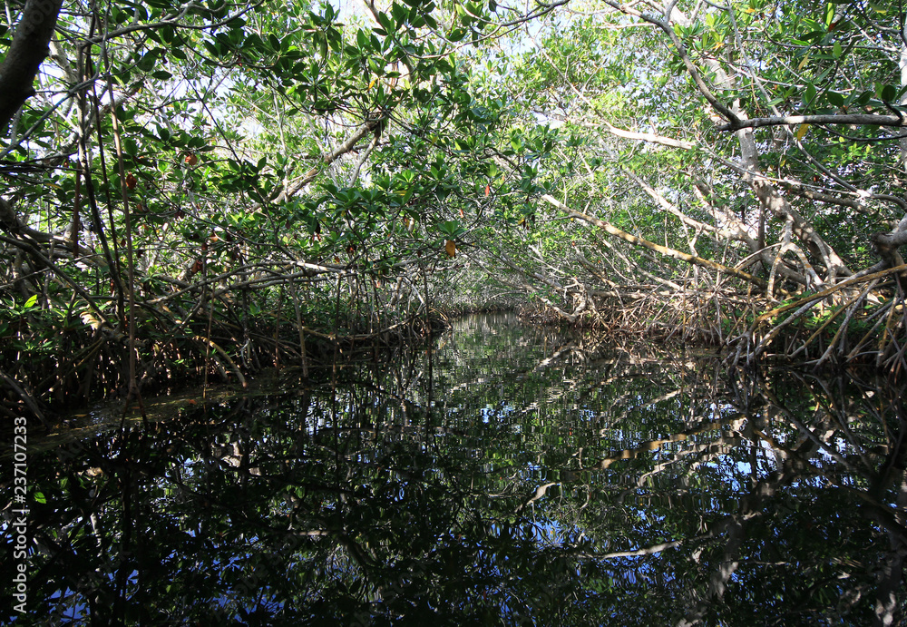 A dense Mangrove tunnel and reflections in Card Sound, Florida.
