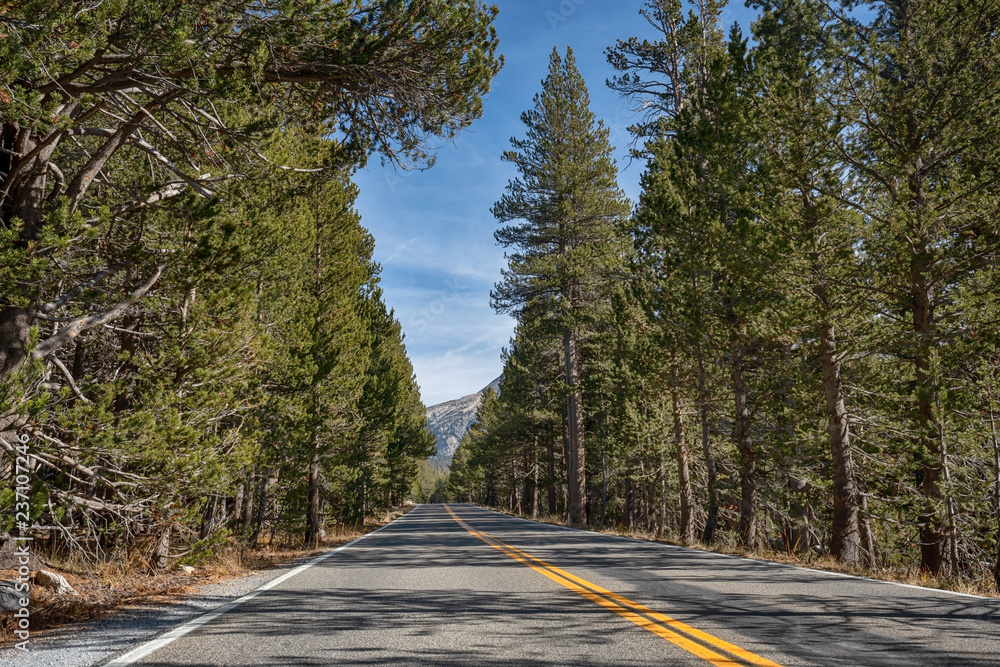 Fototapeta premium Road in Yosemite National Park in California