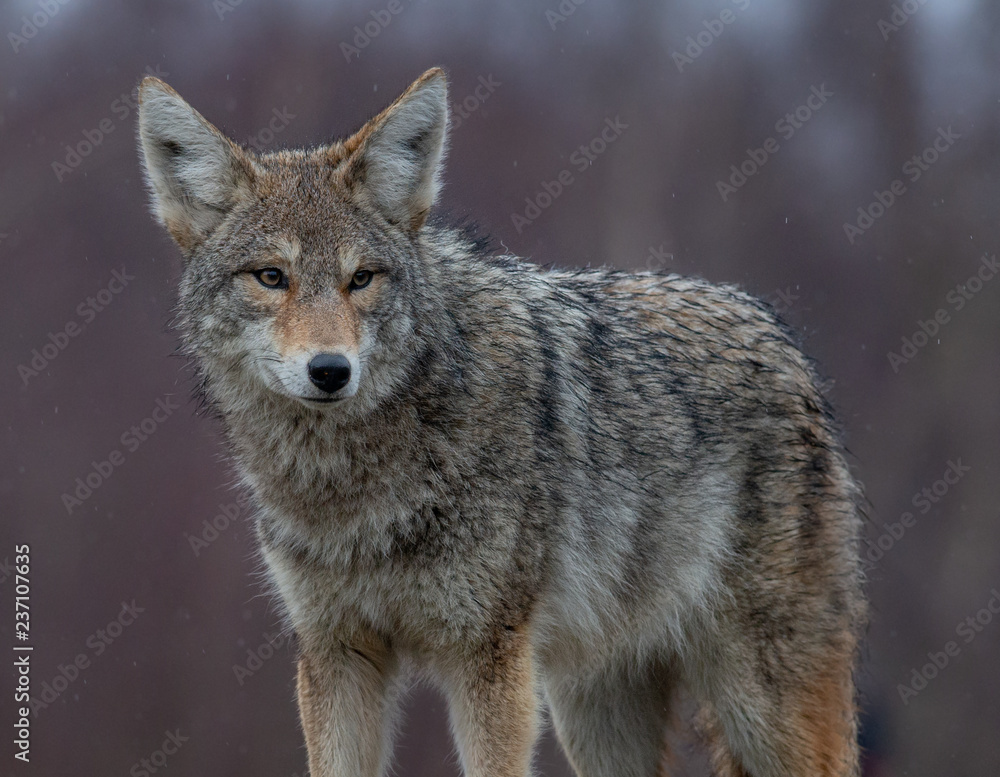Coyote in British Columbia, Canada