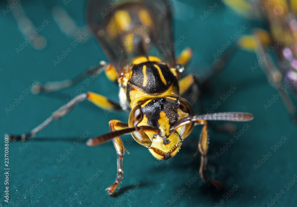 Macro Photo of Wasp on Blue Green Metal Material Macro Photo of Wasp on Blue Green Metal Material