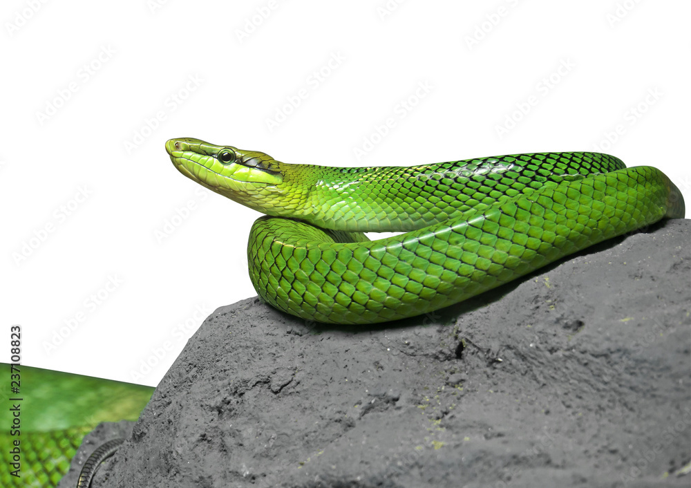 Fototapeta premium Red-Tailed Green Ratsnake Coiled on The Rock on White Background with Clipping Path