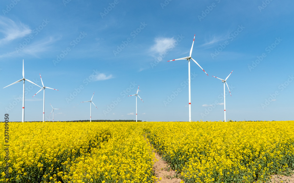 Blooming rapeseed field with wind turbines in the back seen in Germany Blooming rapeseed field with wind turbines in the back seen in Germany