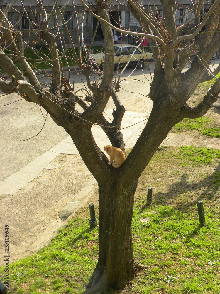 An orange cat on a tree