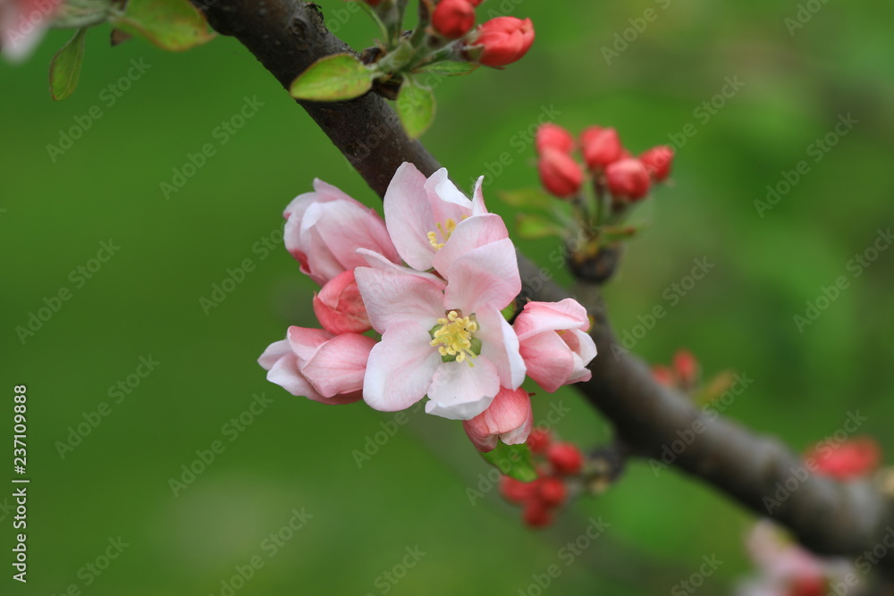 Obraz premium urginea maritima flover