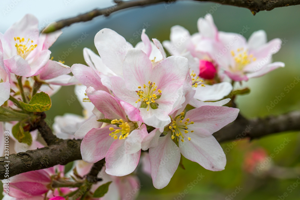 Obraz premium urginea maritima flover