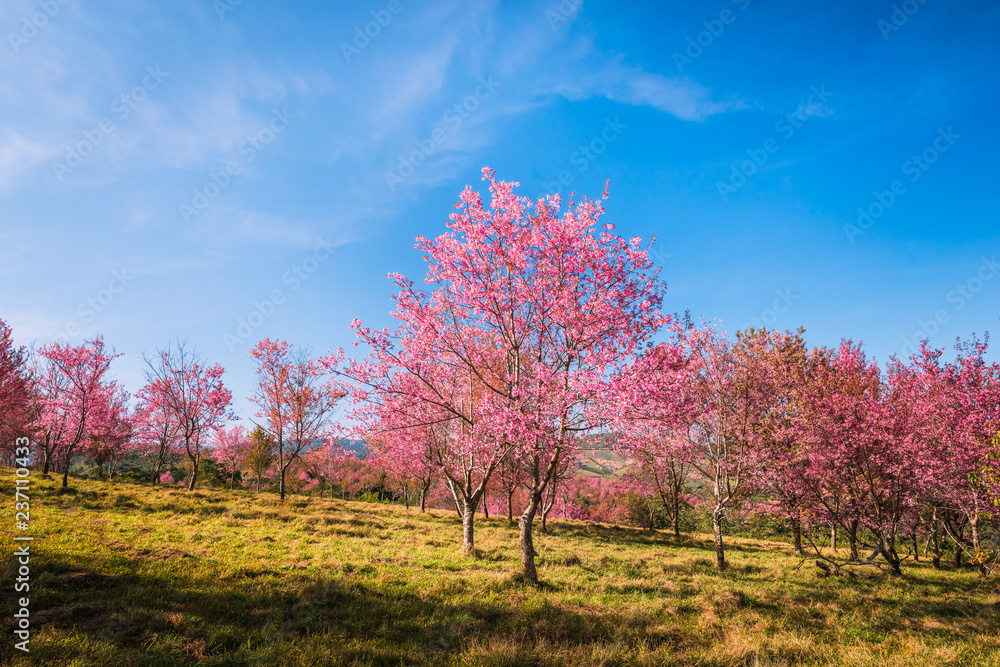 Wild himalayan cherry in sunshine day on top of mountain Wild himalayan cherry in sunshine day on top of mountain