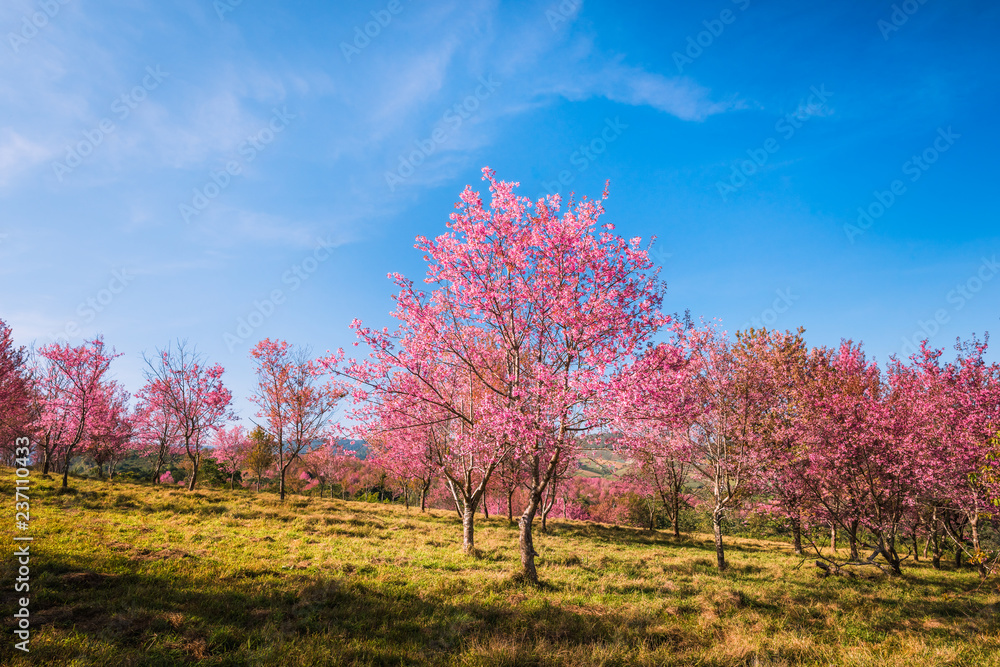 Wild himalayan cherry in sunshine day on top of mountain