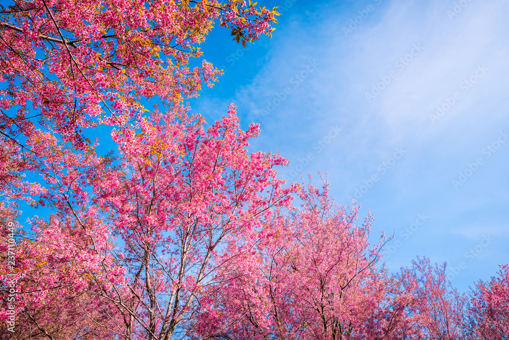 Wild Himalayan Cherry, Prunus cerasoides Wild Himalayan Cherry, Prunus cerasoides