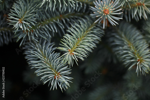 Young decorative blue spruce. Needles of blue spruce close-up. Texture. Natural blurred background.