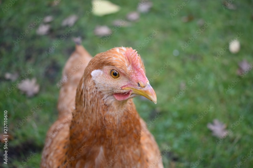 Fototapeta premium Rhode Island Red Hen