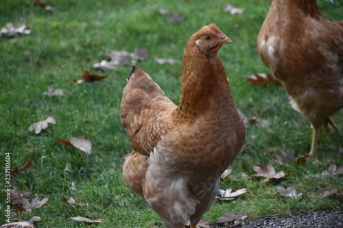 Rhode Island Red Chicken