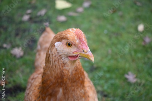 Rhode Island Red Hen