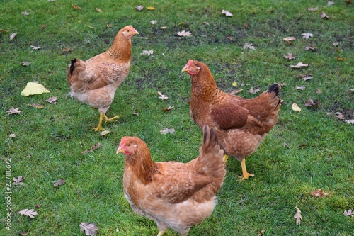 Rhode Island Red Chicken 