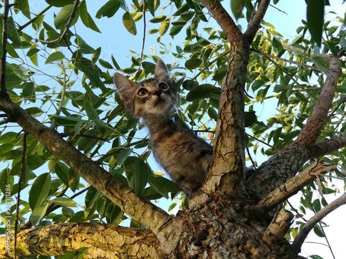 Kitten in the tree/ Gatito en el árbol