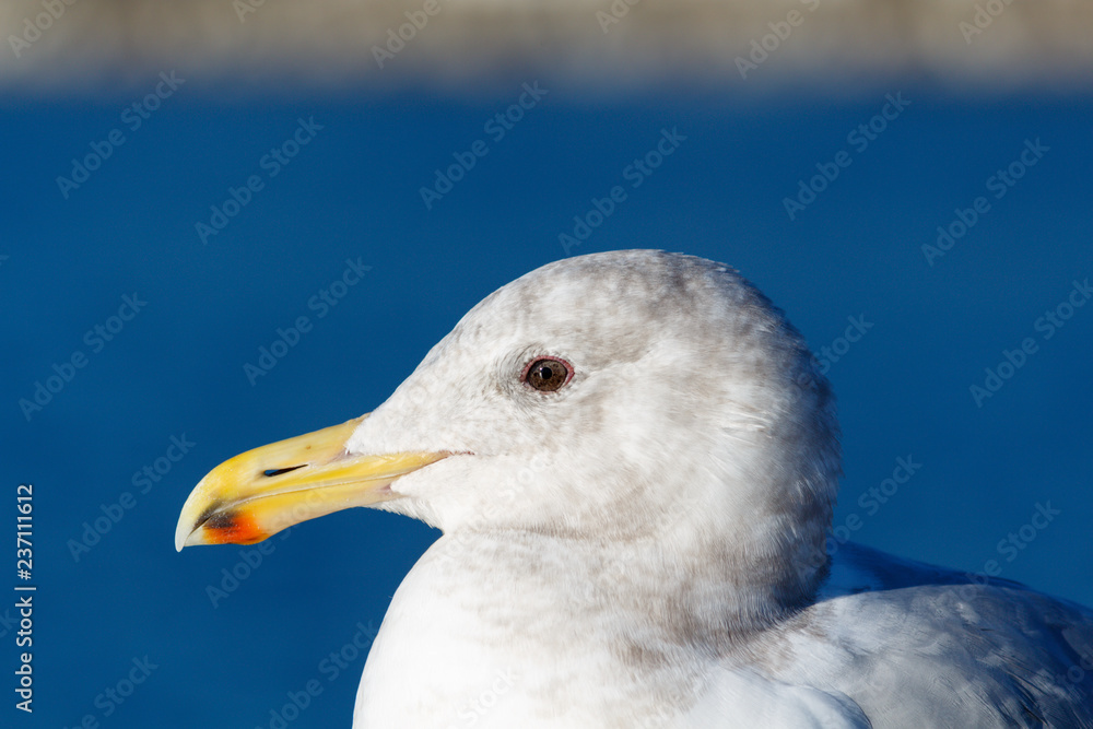 Close up detailed portrait of a seagull Close up detailed portrait of a seagull