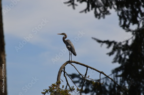 Great Blue Heron Perched 