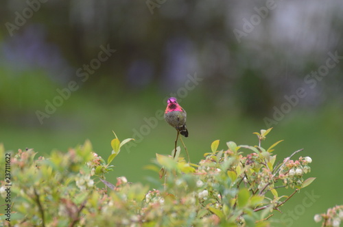 Pink Headed Hummingbird