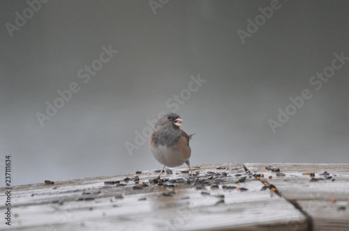 Chickadee Eating Seeds