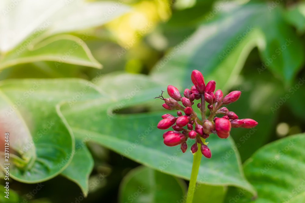 red Jatropha integerrima or Spicy Jatropha in the garden. red Jatropha integerrima or Spicy Jatropha in the garden.
