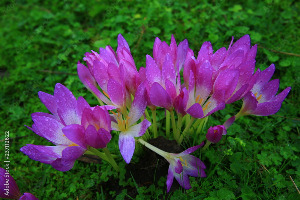 Fototapeta premium urginea maritima flover