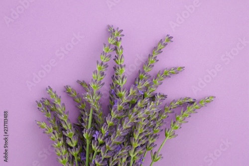 lavender  bouquet of flowers on a gentle lilac pastel background. top view, copy space.lavender season