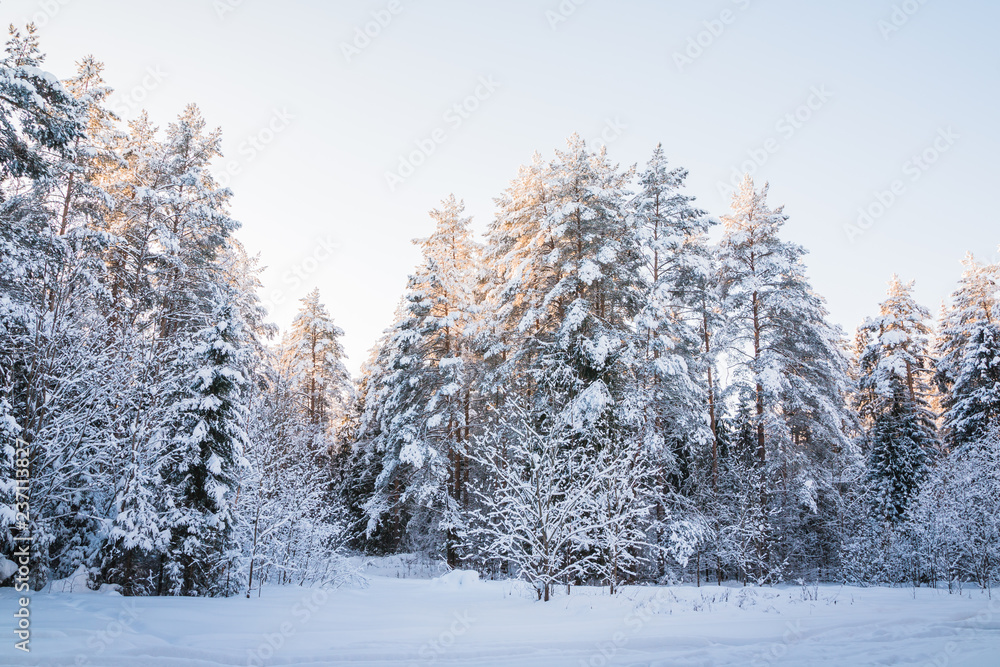 Beautiful winter scenery with forest full of trees covered snow Beautiful winter scenery with forest full of trees covered snow