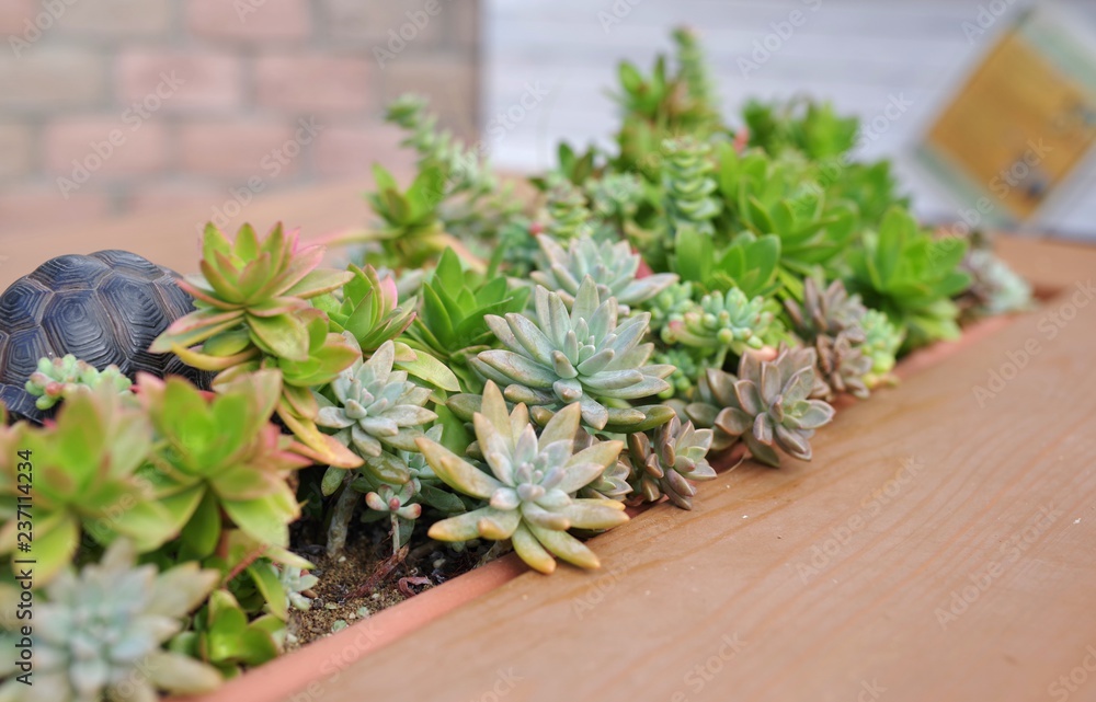 多肉植物の寄せ植え 多肉植物の寄せ植え