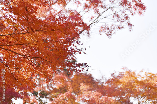 日本、京都、八瀬の紅葉（22） © Playroom