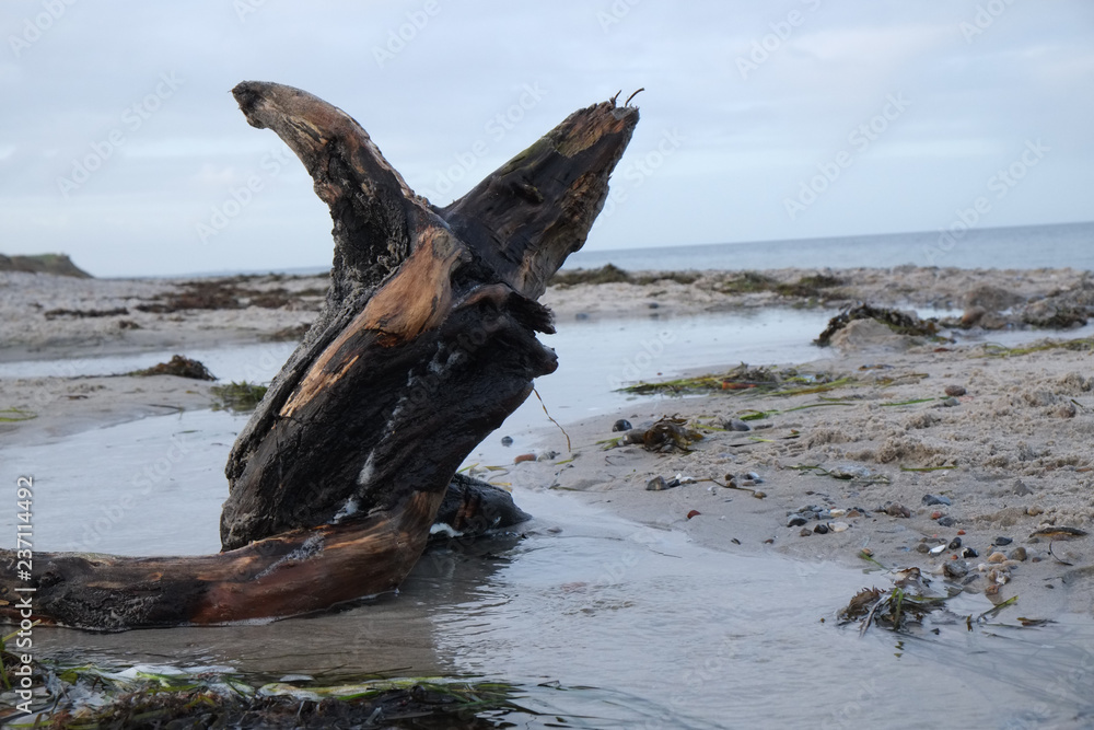Holz als Treibgut Holz als Treibgut