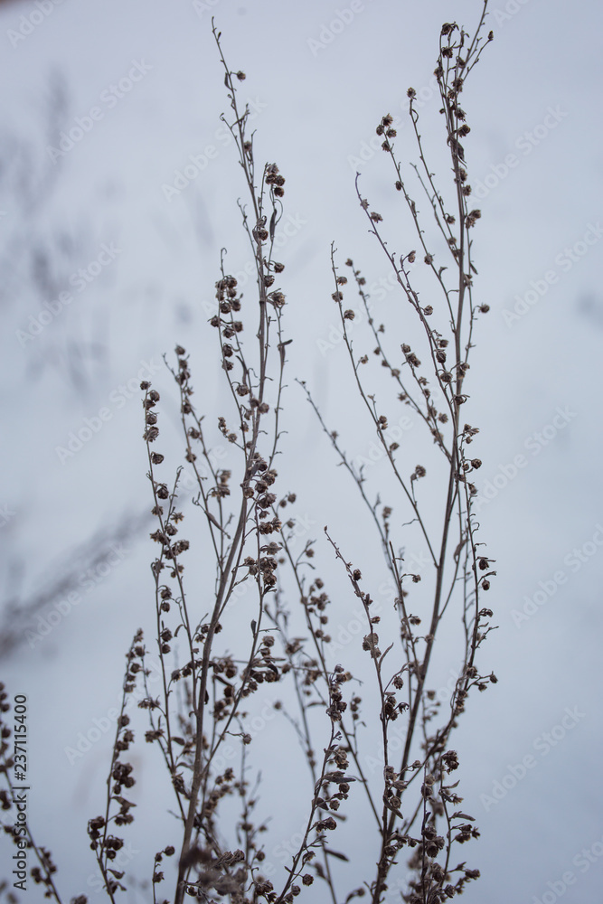 Snow lies on the branches of trees. Snow-covered forest, high drifts Snow lies on the branches of trees. Snow-covered forest, high drifts