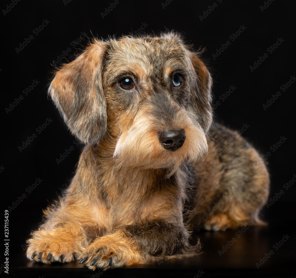 Coarse dachshund dog on Isolated Black Background in studio