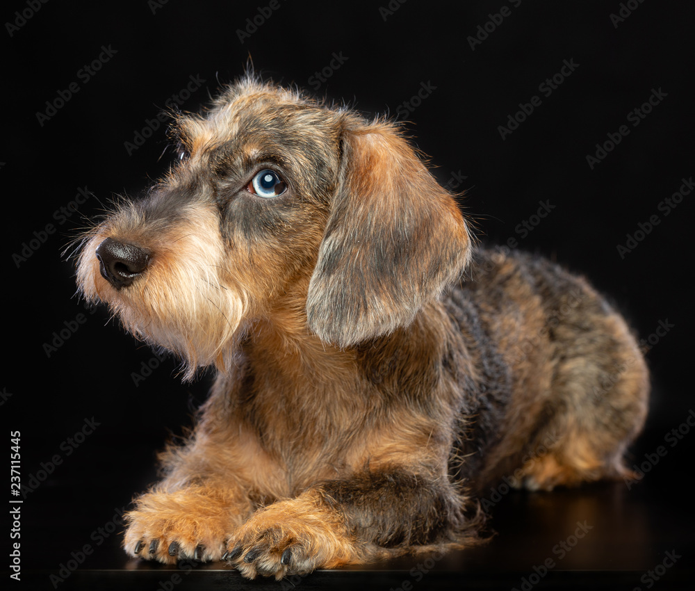 Coarse dachshund dog on Isolated Black Background in studio